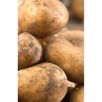 Pomme de terre Kennebec TASC Solanum Tuberosum