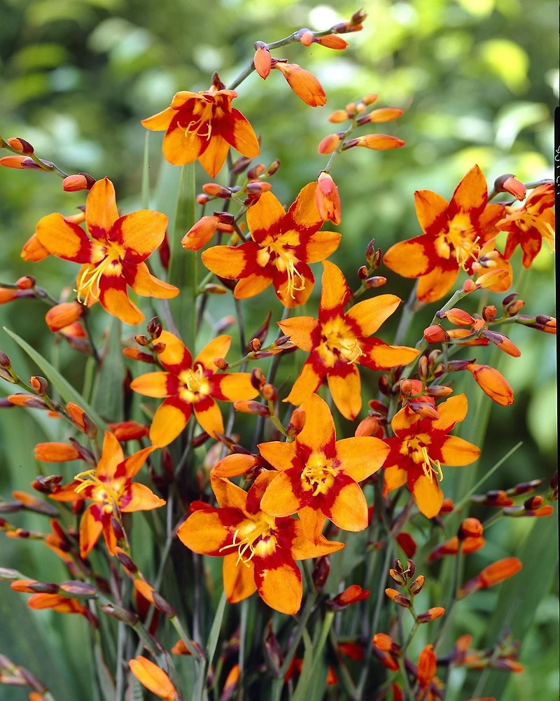 Crocosmie Emily McKenzie Crocosmie Emily McKenzie 8 Bulbes