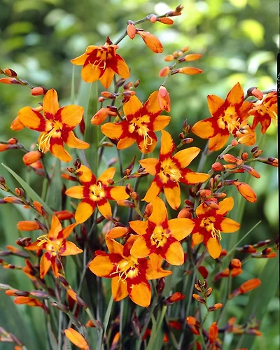 Crocosmie Emily McKenzie Crocosmie Emily McKenzie 8 Bulbes