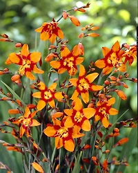 Crocosmie Emily McKenzie Crocosmie Emily McKenzie 8 Bulbes