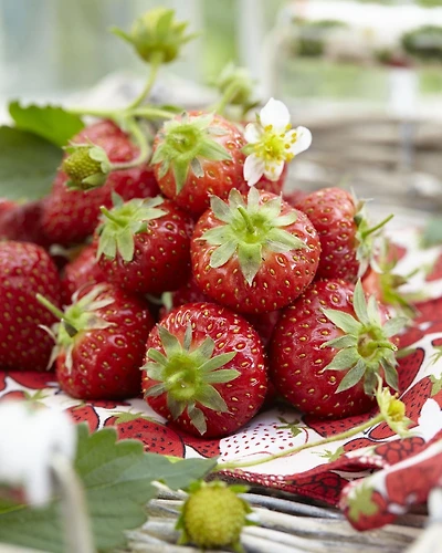 Tasc Strawberry Bulbs – Sequoia Strawberry Fruit Plant Bulb