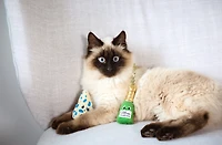 Quirky Kitty Vin & Fromage Jouet pour Chat en Peluche à l'Herbe à Chat Lot de 2