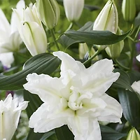 TASC De Fleur Bulbes Lilium Oriental Hybride Double Roselily Edsilia (3 ampoules)