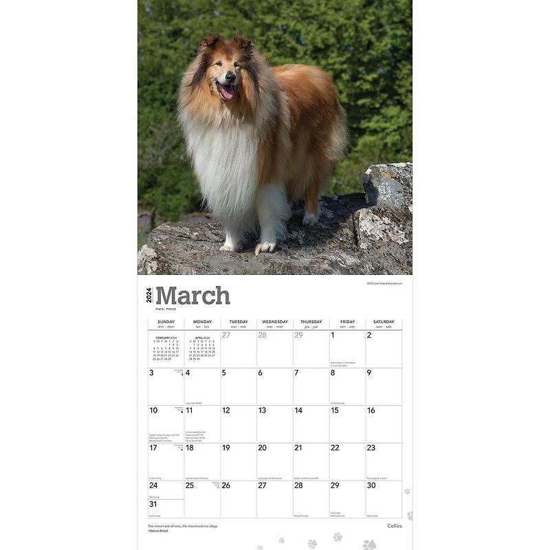 BrownTrout Collies 2024 12x24 Inch Square Wall Calendar, 9781975462406