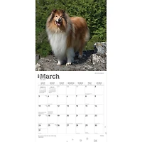 BrownTrout Collies 2024 12x24 Inch Square Wall Calendar, 9781975462406