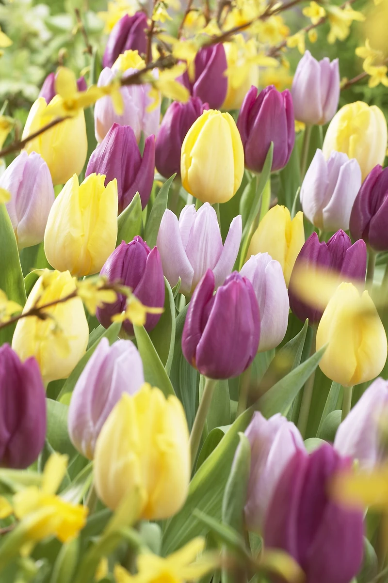 Tulipes TASC Single Early Prince, assortiment