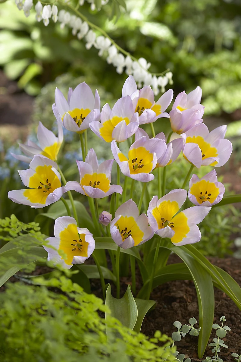 TASC Tulip Lilac Wonder