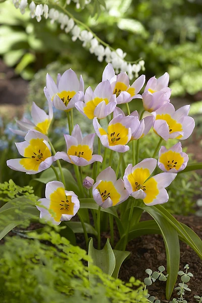 TASC Tulip Lilac Wonder