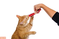 Delectables™ Tuna & Salmon Squeeze Up™ Cat Treats, 4 x 14g (4pk)