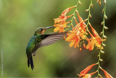 Collection de jardins de colibris