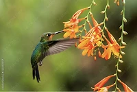 Collection de jardins de colibris