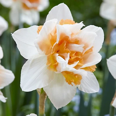 TASC Narcissus Flower Bulbs-Narcissus Double Replete (10 Bulbs)