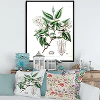 Designart Vintage Botanicals X FLOAT FRAME WALL ART