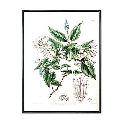 Designart Vintage Botanicals X FLOAT FRAME WALL ART