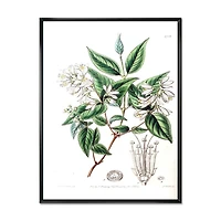 Designart Vintage Botanicals X FLOAT FRAME WALL ART