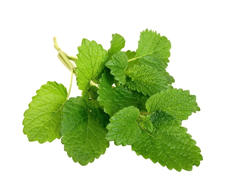 Graines de the au citron