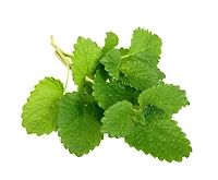 Graines de the au citron