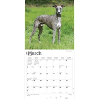 BrownTrout Whippets 2024 12x24 Inch Square Wall Calendar, 9781975470760