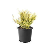 Dwarf Golden Barberry 2 Gallon