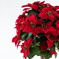 Poinsettia Tree, 47"H