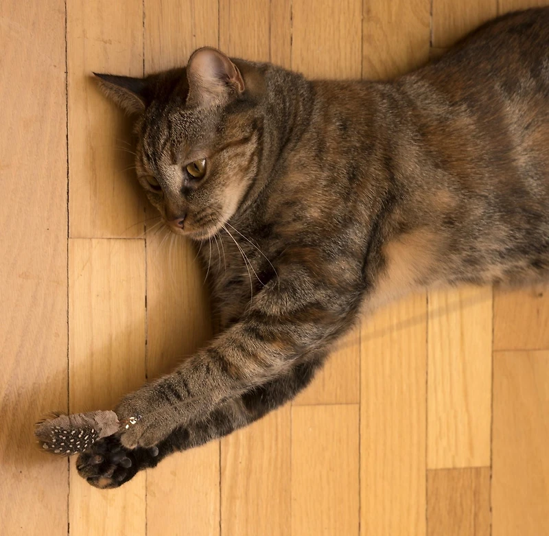 Moth Cat Toy
