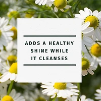 Shampooing Herbal Essences Brillance, camomille 400 ml