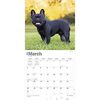 BrownTrout Bouledogue français 2024 Mur Carré 30.48x60.96 CM, 9781975462758