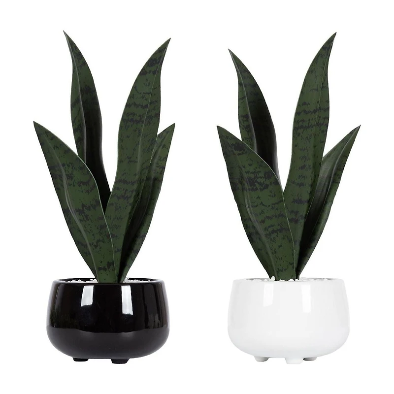 Plante serpent Kotera en pot ceramique