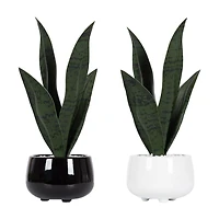 Plante serpent Kotera en pot ceramique