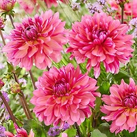 Tasc Flower Bulbes Dahlia Decorative Missis Dutch (2 ampoules)