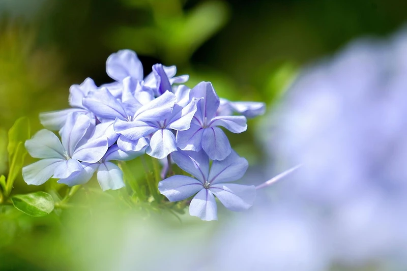 Phlox May Breeze, pot de 7,5 L (2 gal)