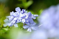 2 Gallon (7.5L) May Breeze Phlox
