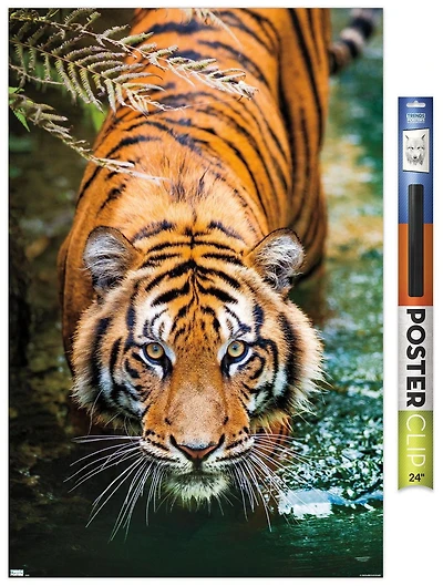 Tiger - Water Wall Poster