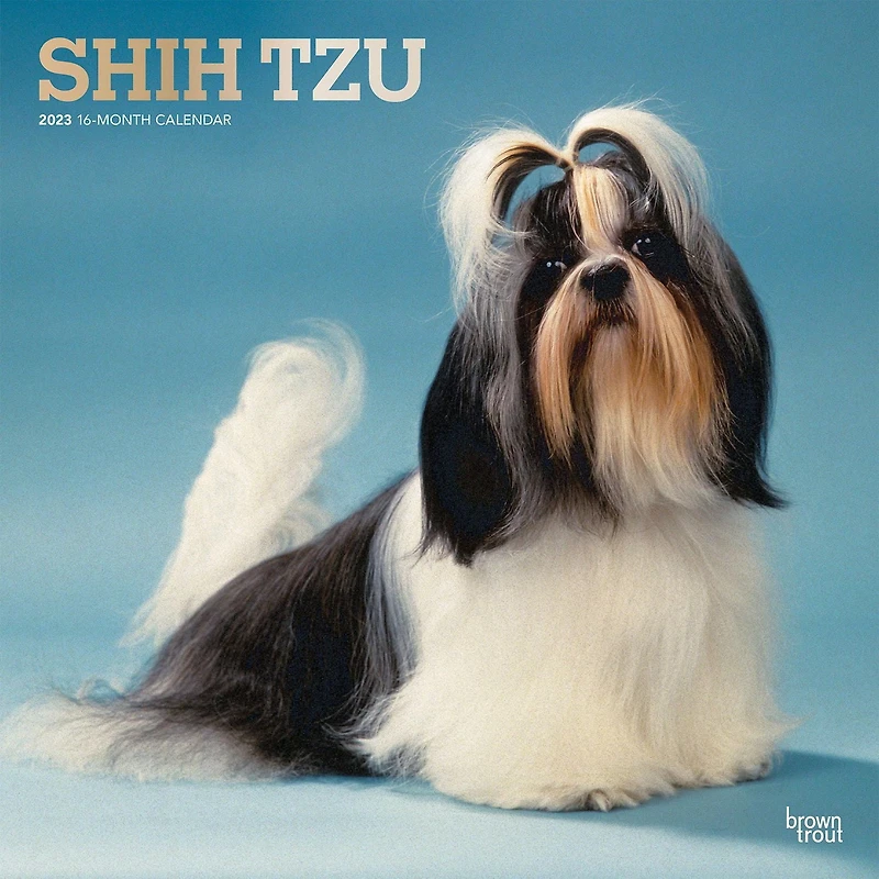 Shih Tzu | 2023 12x24 Inch Square Wall Calendar