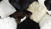 Coussin En Mouton 2 Pqt