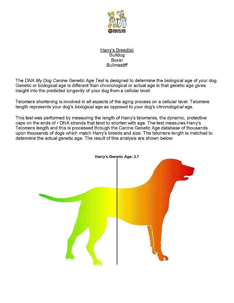 DNA My Dog - NextGen Breed ID PLUS Genetic Age Test