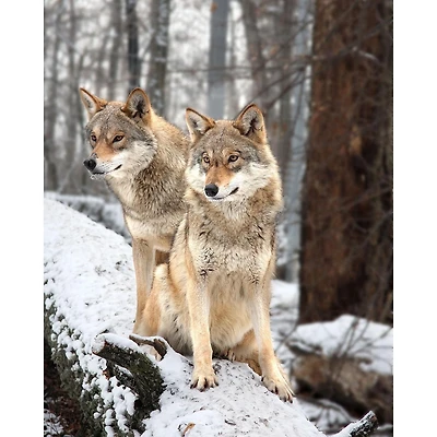 Jeté Imprimé Amoreux des Loups