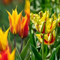TASC Tulip Flower Bulbs-Tulip Lily Flower and Triumph(20 Bulbs)