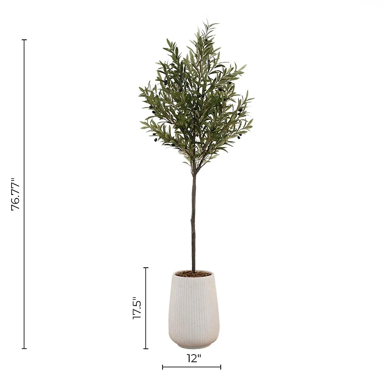 Potted Kalama Olive Tree