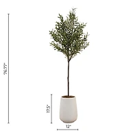 Potted Kalama Olive Tree