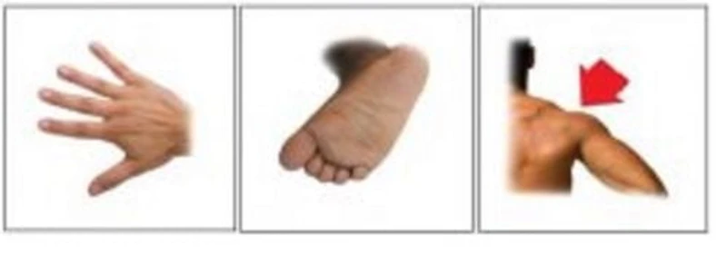 Signets parties du corps essentielles en français