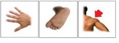 Signets parties du corps essentielles en français