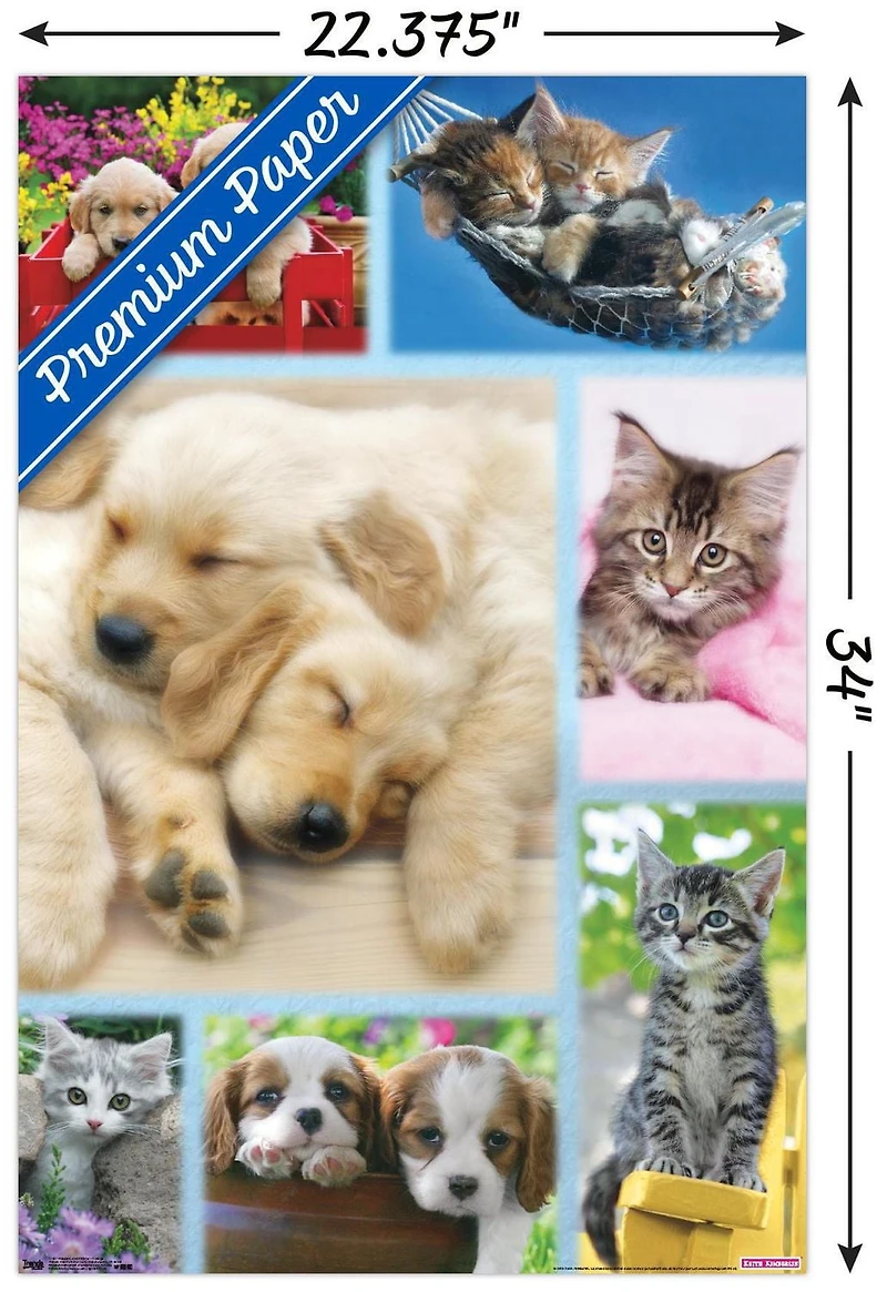 Keith Kimberlin - Collage de chiots et de chatons