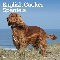 BrownTrout English Cocker Spaniels 2024 12x24 Inch Square Wall Calendar, 9781975467876