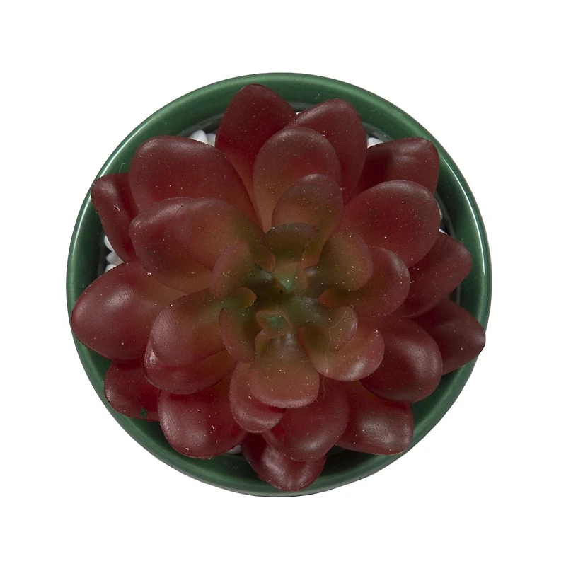 Fausse plante grasse miniature Stay Cozy Bice