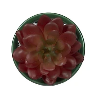 Fausse plante grasse miniature Stay Cozy Bice