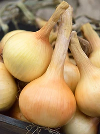 Burpee Walla Walla Onion, Plant Seeds for Home Garden