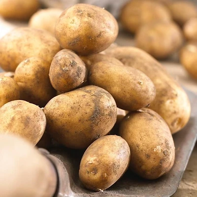Potato Kennebec (2 KG), Easy to grow