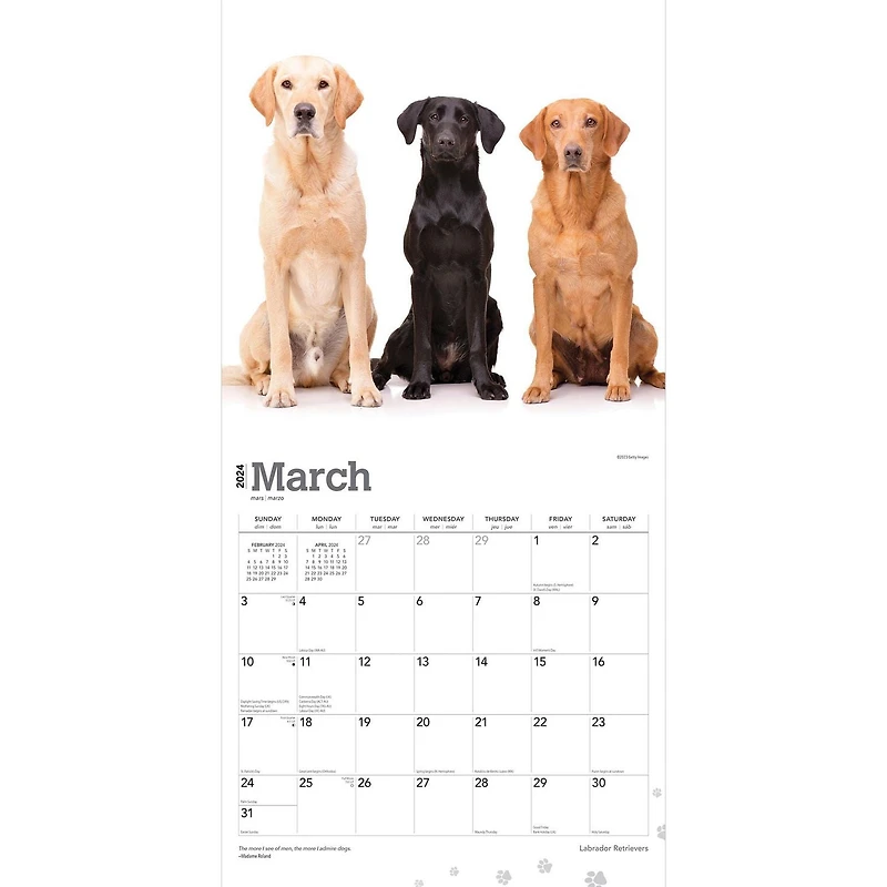 BrownTrout Labrador Retrievers 2024 12x24 Inch Square Wall Calendar, 9781975463588