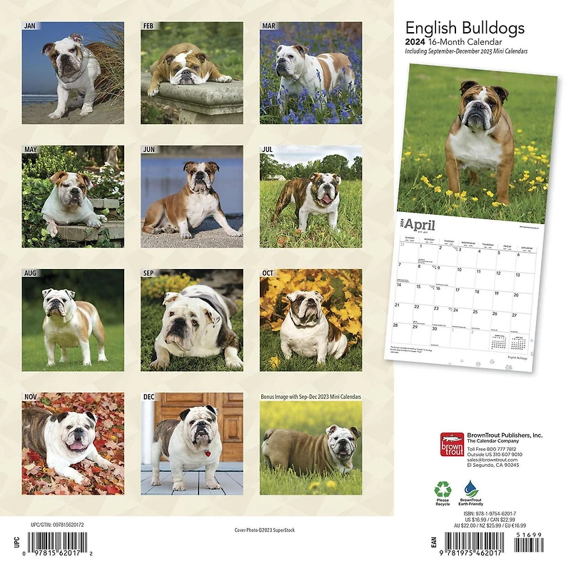 BrownTrout English Bulldogs 2024 12x24 Inch Square Wall Calendar, 9781975462017